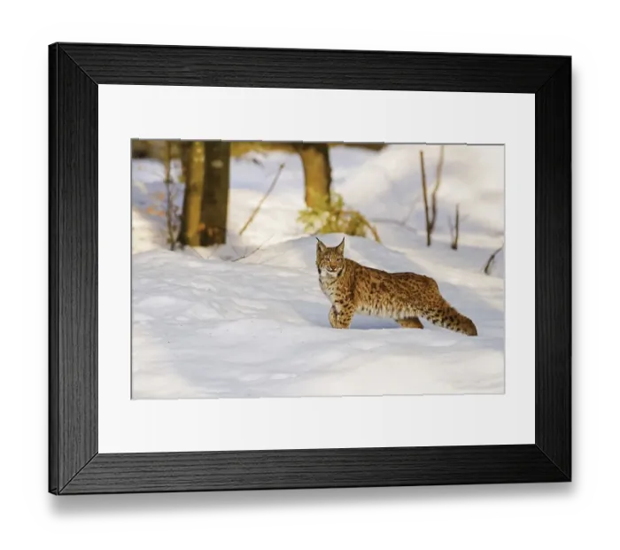 Framed Print : Eurasian lynx (Lynx lynx) in the snow in winter Framed Print : Eurasian lynx (Lynx lynx) in the snow in winter