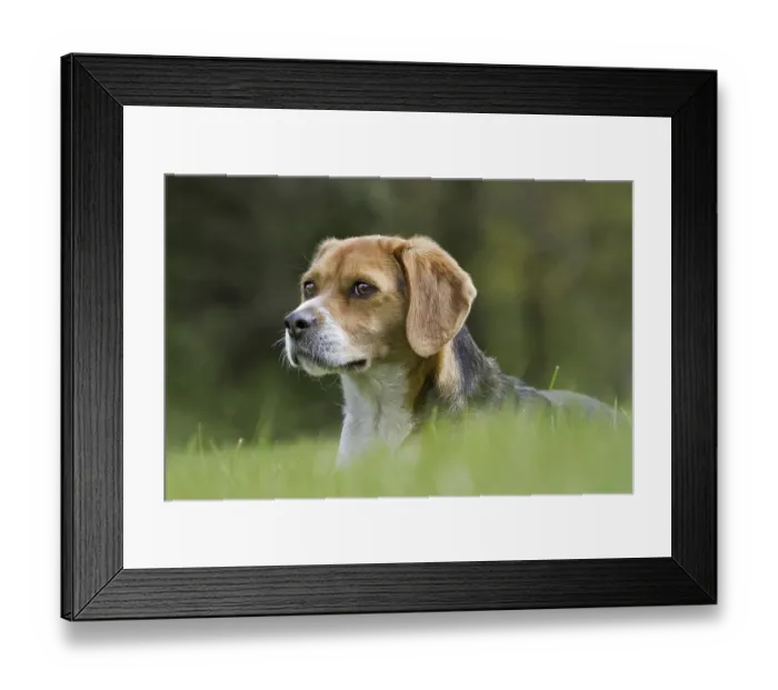 Framed Print : Tricolour Beagle dog in garden