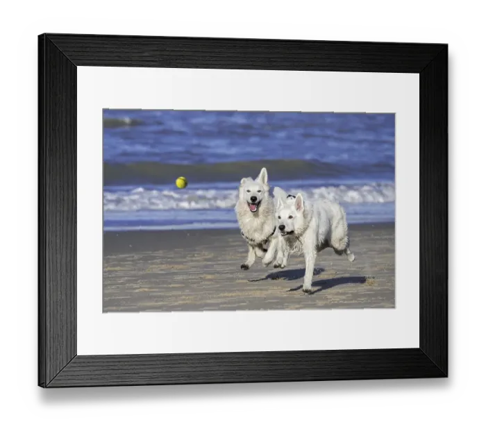 Framed Print : Two Berger Blanc Suisse dogs, White Swiss Shepherds