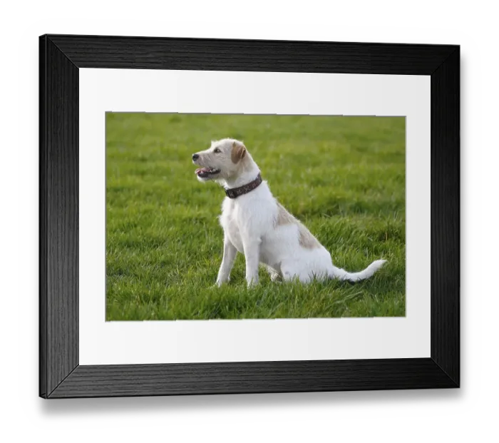 Framed Print : Parson Jack Russell Terrier, Parson Russell Terrier