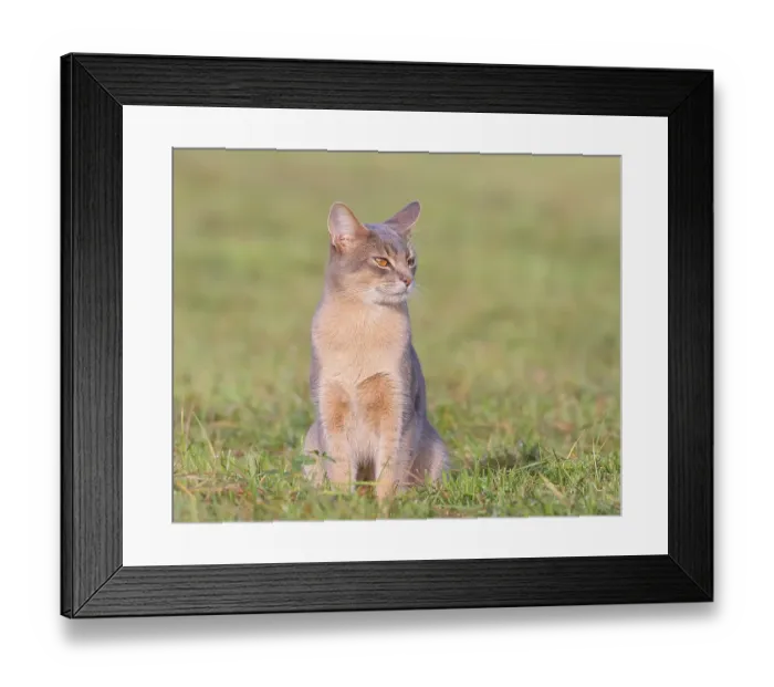 Framed Print : Burmese cat, Burmese, sitting in a meadow Framed Print : Burmese cat, Burmese, sitting in a meadow