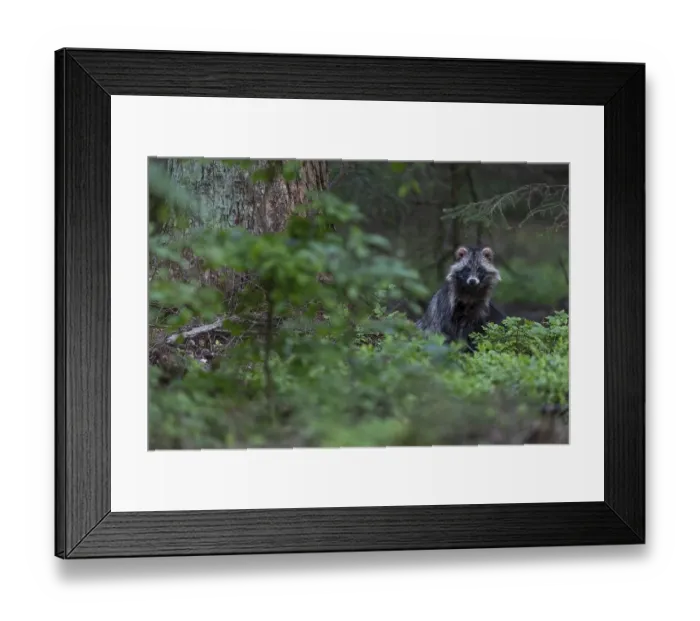 Framed Print : Martenhundfaehe in spring, Raccoon Dog (Nyctereutes procyonoides) female in spring Framed Print : Martenhundfaehe in spring, Raccoon Dog (Nyctereutes procyonoides) female in spring