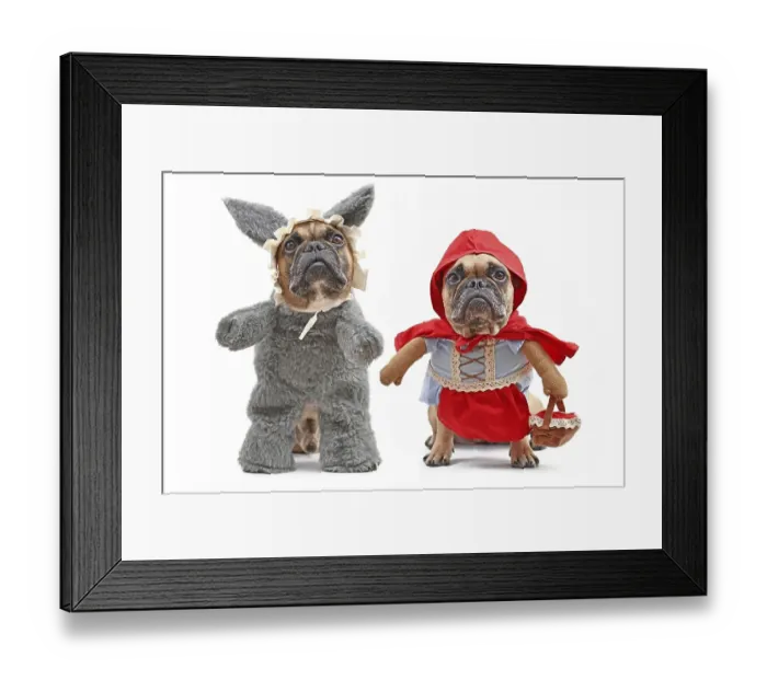Framed Print : French Bulldogs dressed up as fairytale characters Little Red Riding Hood Framed Print : French Bulldogs dressed up as fairytale characters Little Red Riding Hood