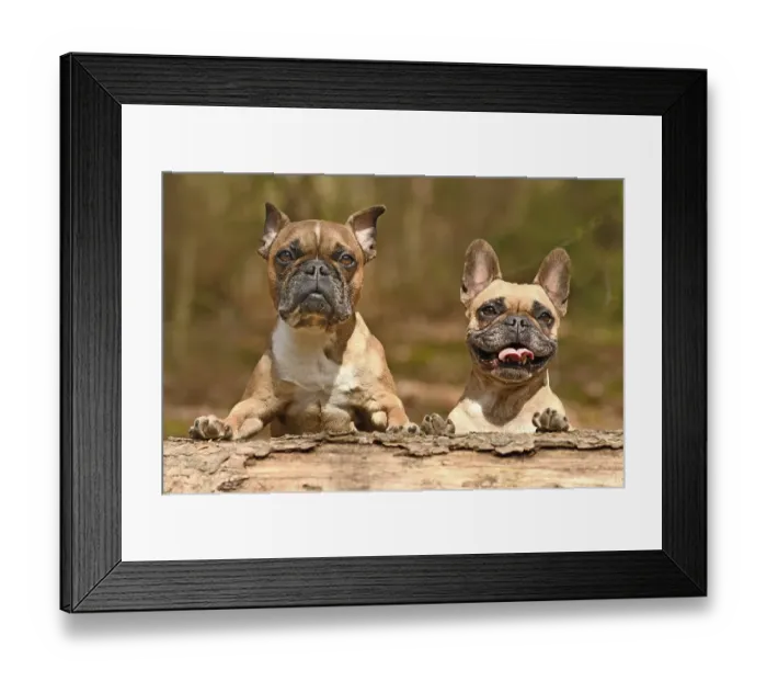 Framed Print : Pair of French Bulldog dogs looking over fallen tree trunk