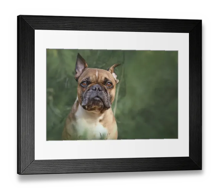 Framed Print : French Bulldog dog in green forest