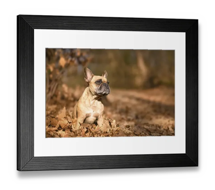Framed Print : Fawn French Bulldog dog sitting in forest with orange autumn leaves