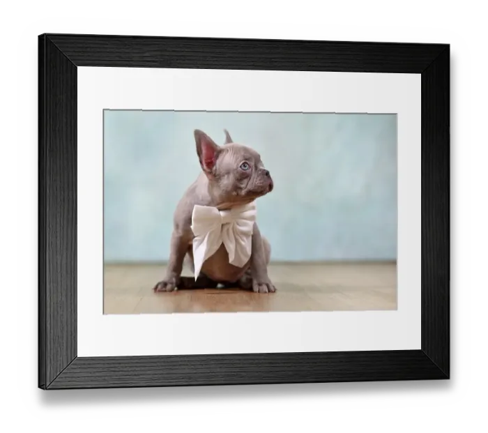 Framed Print : Cute lilac French Bulldog puppy with ribbon in front of studio background Framed Print : Cute lilac French Bulldog puppy with ribbon in front of studio background