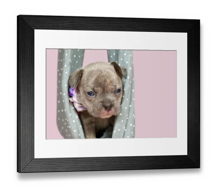 Framed Print : Four weeks purebred young Lilac Brindle French Bulldog puppy
