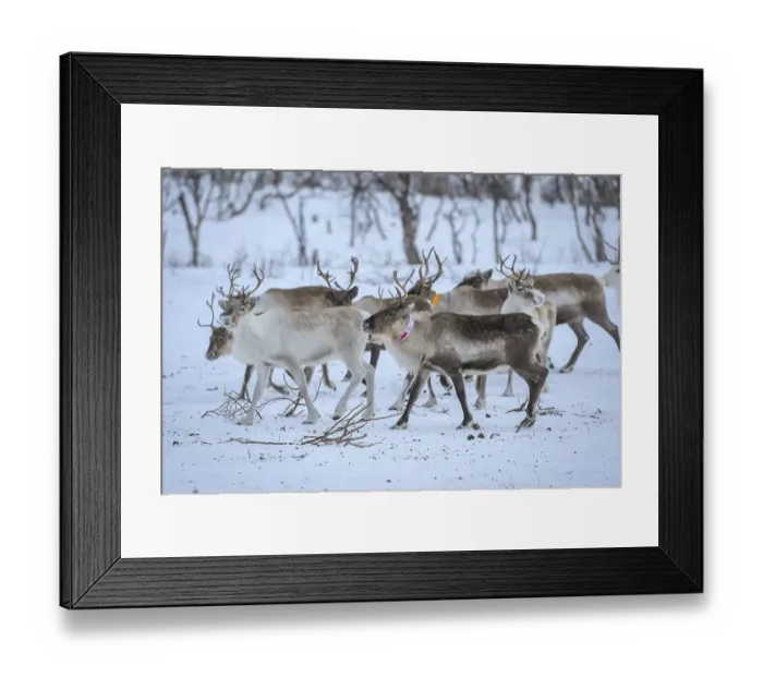 Framed Print : Reindeer (Rangifer tarandus) in breeding animals in enclosure Framed Print : Reindeer (Rangifer tarandus) in breeding animals in enclosure