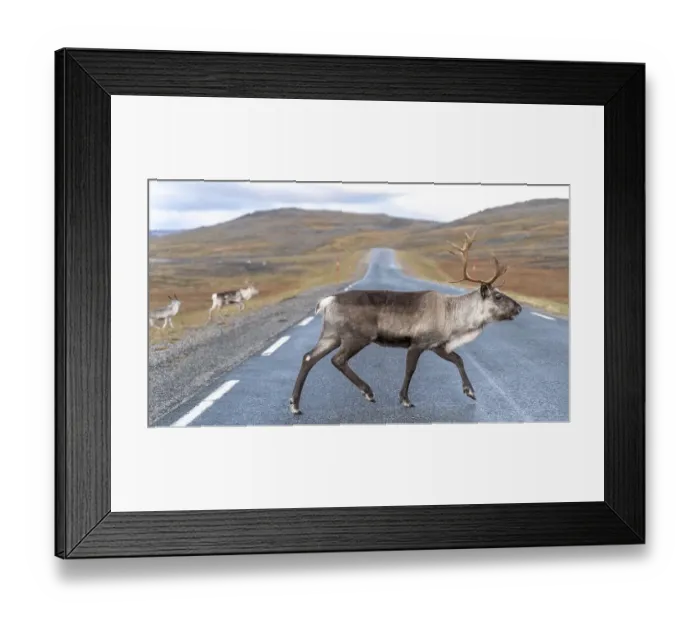 Framed Print : Reindeer (Rangifer tarandus) crosses road