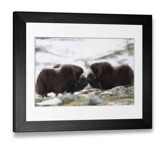 Framed Print : Male musk oxen (Ovibos moschatus)