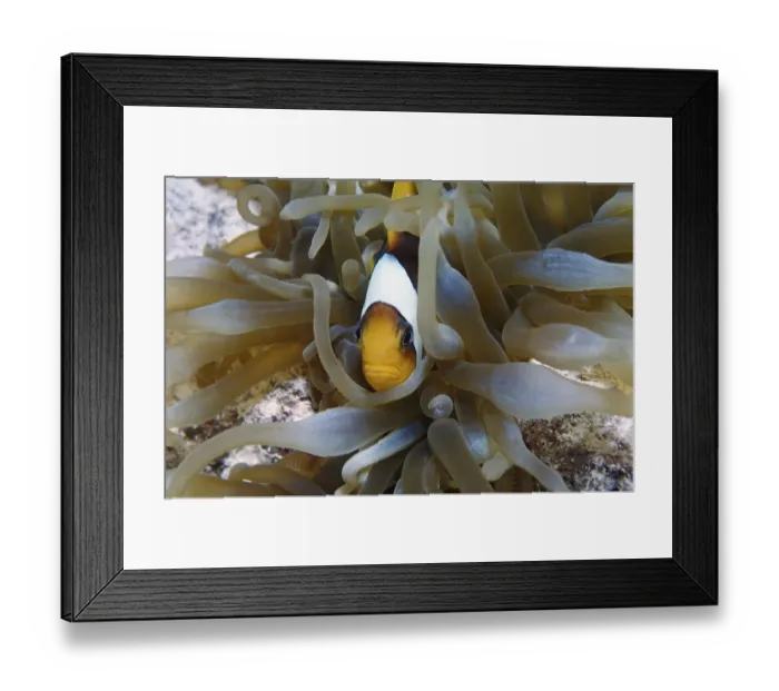 Framed Print : Red Sea Clownfish, or Two-banded Clownfish