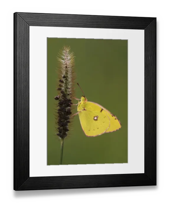Framed Print : Pale Clouded Yellow (Colias hyale)
