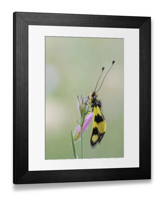 Framed Print : Eastern butterfly, Istria (Libelloides macaronius) Framed Print : Eastern butterfly, Istria (Libelloides macaronius)