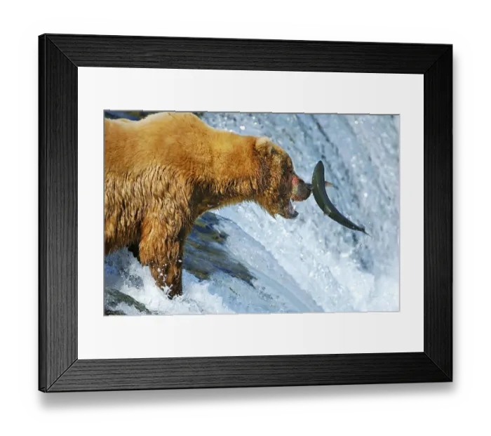 Framed Print : Brown bear [Ursus arctos) trying to catch a salmon on the waterfalls