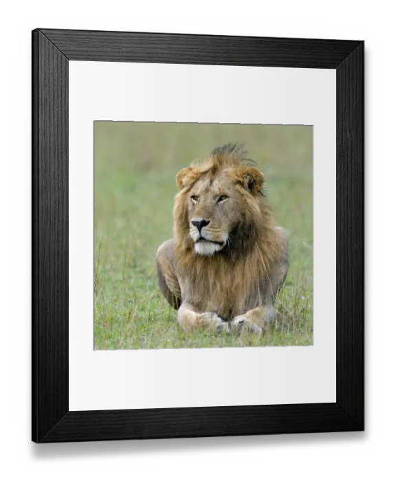Framed Print : Lion (Panthera leo), Masai Mara Nature Reserve Framed Print : Lion (Panthera leo), Masai Mara Nature Reserve