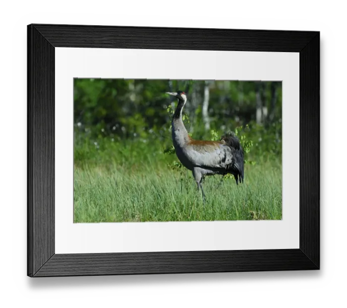 Framed Print : Common Crane (Grus grus) in first daylight Framed Print : Common Crane (Grus grus) in first daylight