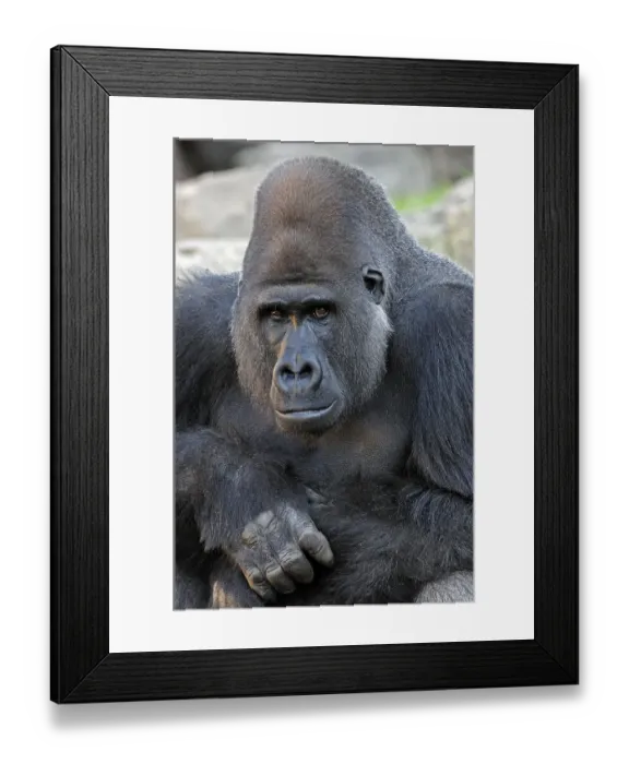 Framed Print : Western Lowland Gorilla (Gorilla gorilla gorilla)