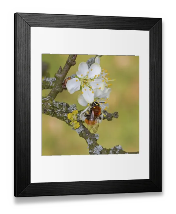 Framed Print : Forest bee (Andrena fulva) Framed Print : Forest bee (Andrena fulva)