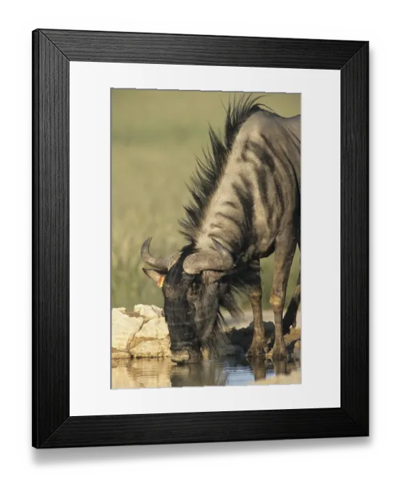 Framed Print : Blue Wildebeest (Connochaetes taurinus)