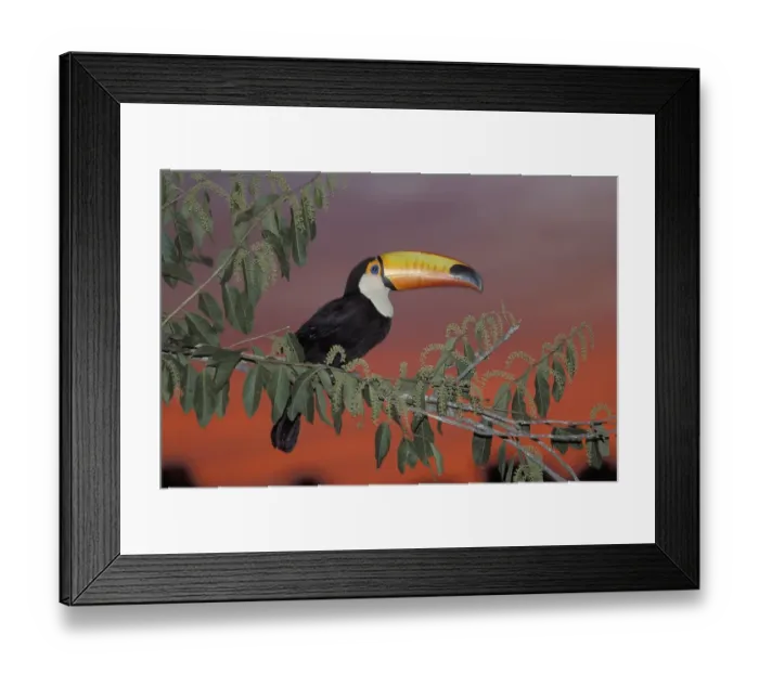 Framed Print : Toco Toucan (Ramphastos toco) perched on a tree