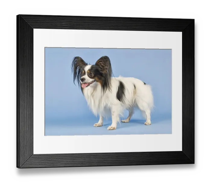 Framed Print : Papillon, male, 4 years, tricolor Framed Print : Papillon, male, 4 years, tricolor