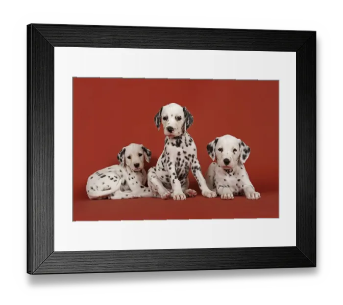 Framed Print : Three Dalmatian puppies, 6 weeks