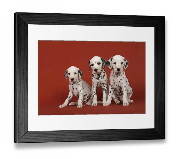 Framed Print : Three Dalmatian puppies, 6 weeks Framed Print : Three Dalmatian puppies, 6 weeks