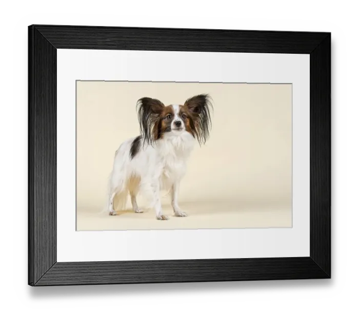 Framed Print : Papillon dog, female, age 18 months Framed Print : Papillon dog, female, age 18 months