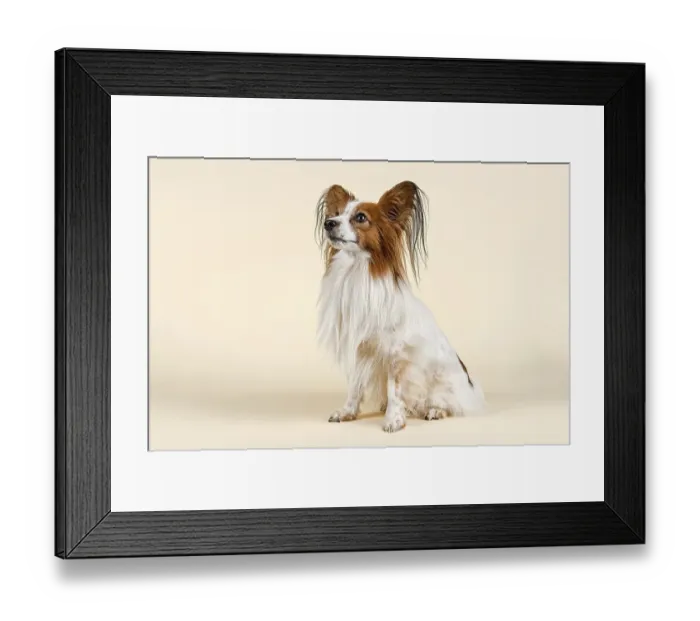 Framed Print : Papillon dog, male, 7 years, colour white sable