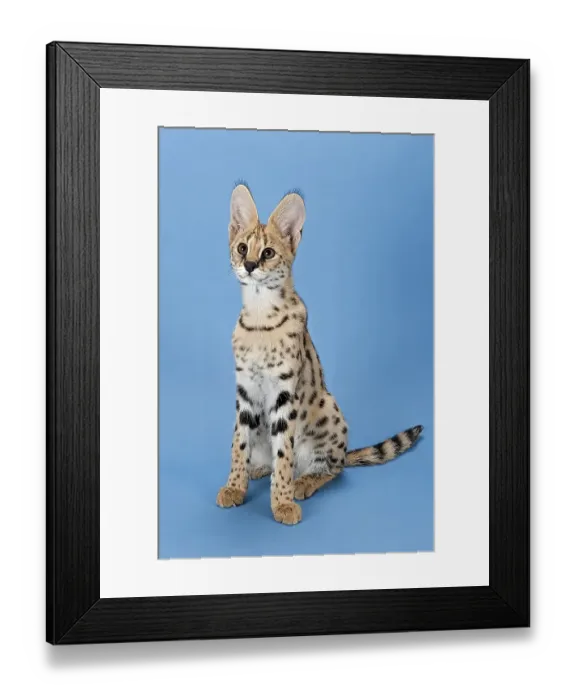 Framed Print : Serval (Leptailurus serval), 5 months Framed Print : Serval (Leptailurus serval), 5 months
