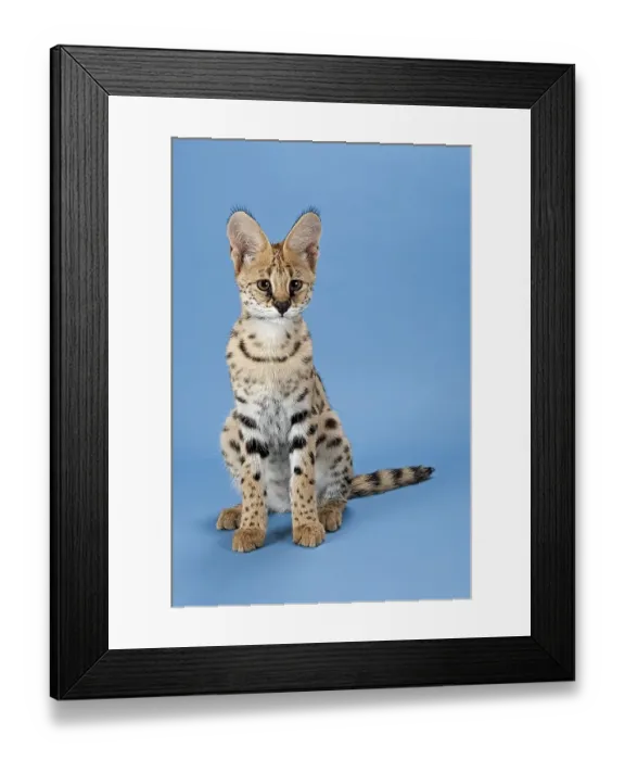 Framed Print : Serval (Leptailurus serval), 5 months Framed Print : Serval (Leptailurus serval), 5 months