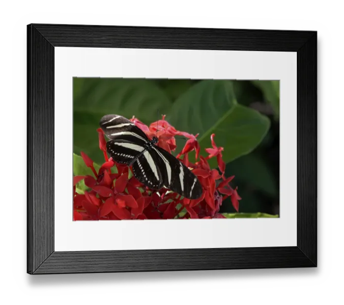 Framed Print : Zebra Longwing or Zebra Heliconian (Heliconius charithonia) on Scarlet Jungleflame (Ixora coccinea)
