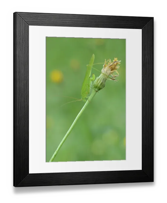 Framed Print : Sickle-Bearing Bush-Cricket (Phaneroptera falcata)