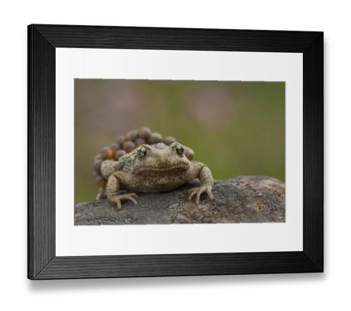 Framed Print : Common midwife toad (Alytes obstetricans)