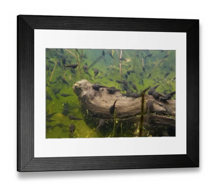 Framed Print : Common toad (Bufo bufo), tadpole Framed Print : Common toad (Bufo bufo), tadpole