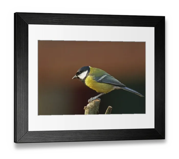 Framed Print : Great tit