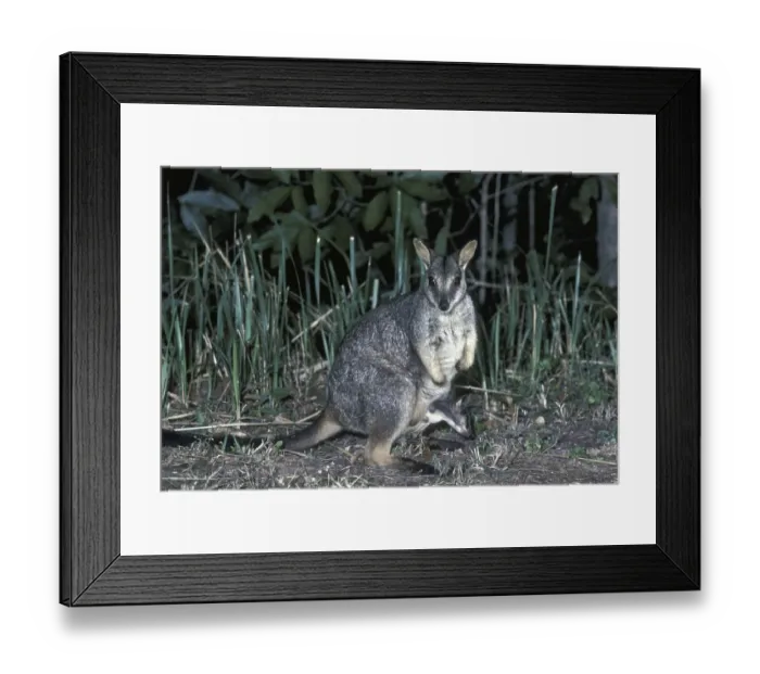 Framed Print : Unadorned Rock-wallaby (Petrogale inornata)