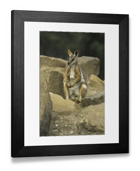Framed Print : Yellow-footed Rock Wallaby (Petrogale xanthopus) sitting on rock