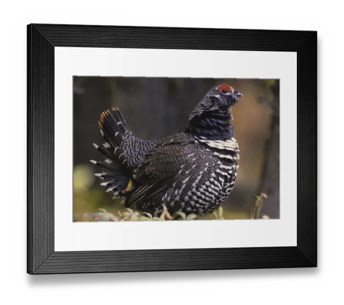 Framed Print : Spruce Grouse (Dendragapus canadensis), standing