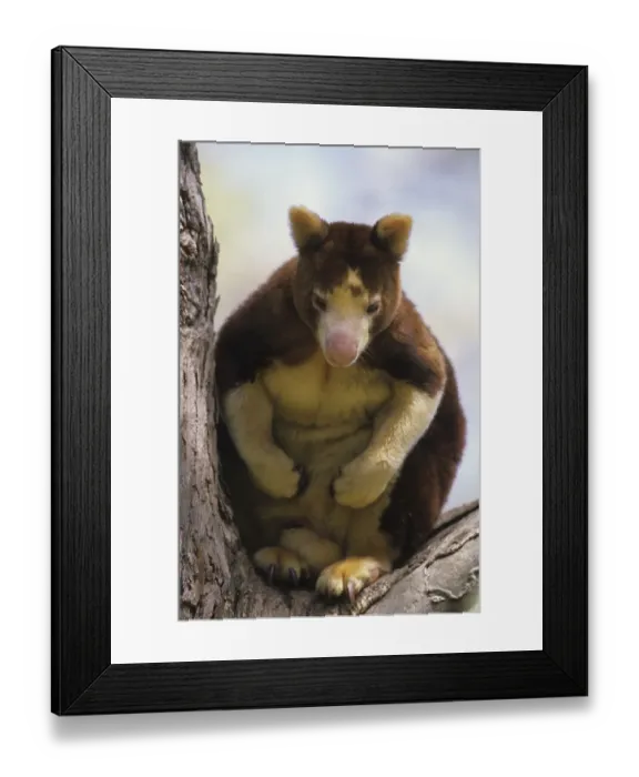 Framed Print : Matschie's Tree-kangaroo (Dendrolagus matshiei) sitting in treeMatschie's Tree-kangaroo (Dendrolagus matshiei)