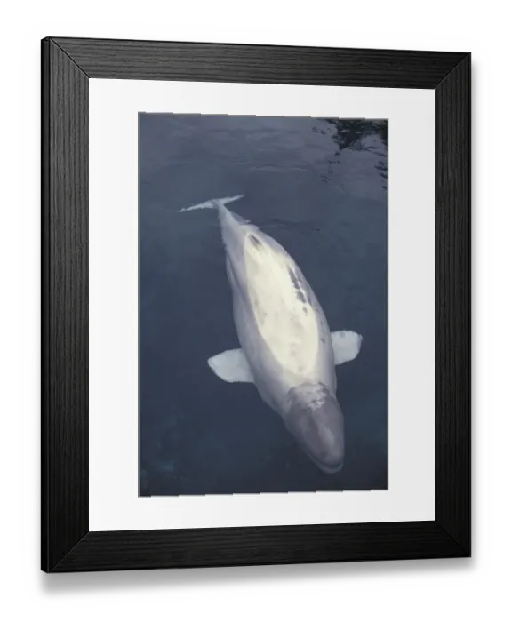 Framed Print : Beluga or White whale (Delphinapterus leucas)