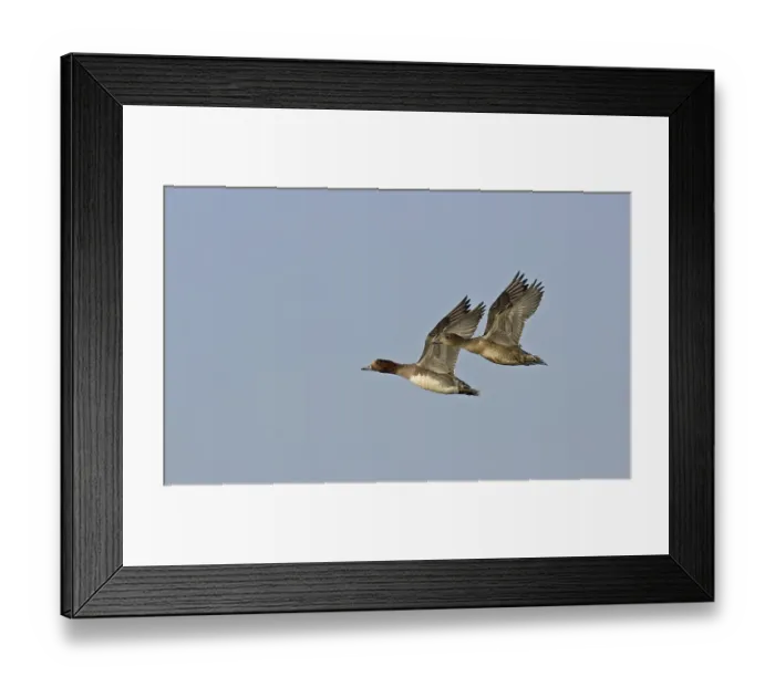 Framed Print : Eurasian Wigeon (Anas penelope)