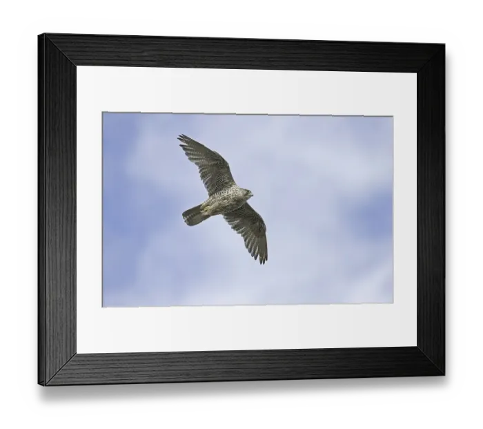 Framed Print : Gyrfalcon (Falco rusticolus), adult Framed Print : Gyrfalcon (Falco rusticolus), adult