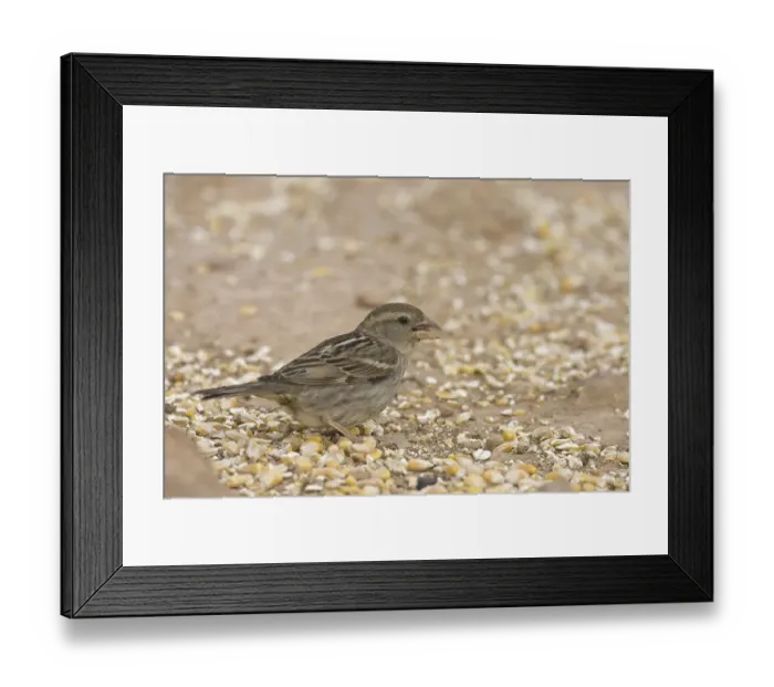 Framed Print : Spanish Sparrow (Passer hispaniolensis)