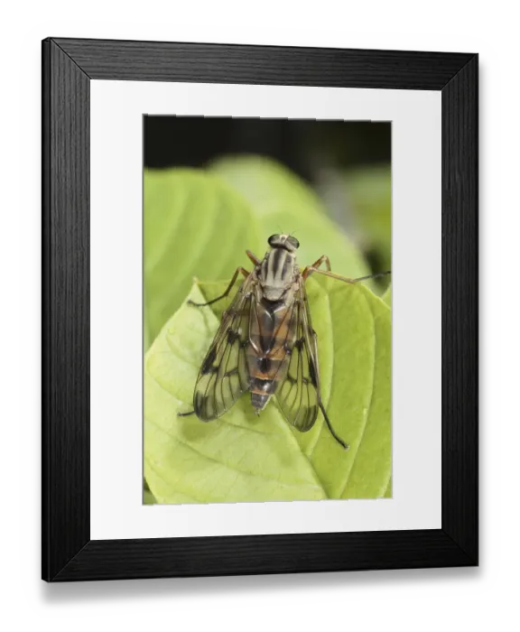 Framed Print : Common Scorpionfly (Panorpa communis)
