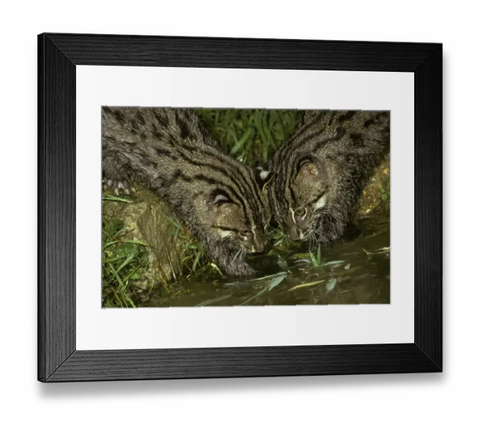 Framed Print : Fishing Cat (Felis viverrina), young cats at water's edge Framed Print : Fishing Cat (Felis viverrina), young cats at water's edge
