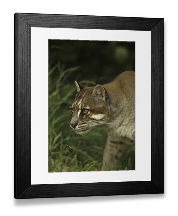 Framed Print : Temminck's Cat (Felis temmincki)