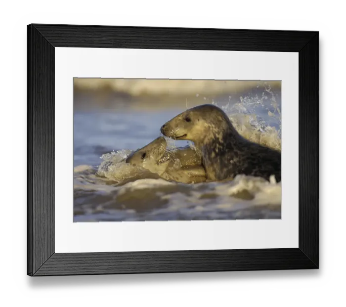 Framed Print : Grey Seal (Halichoerus grypus)