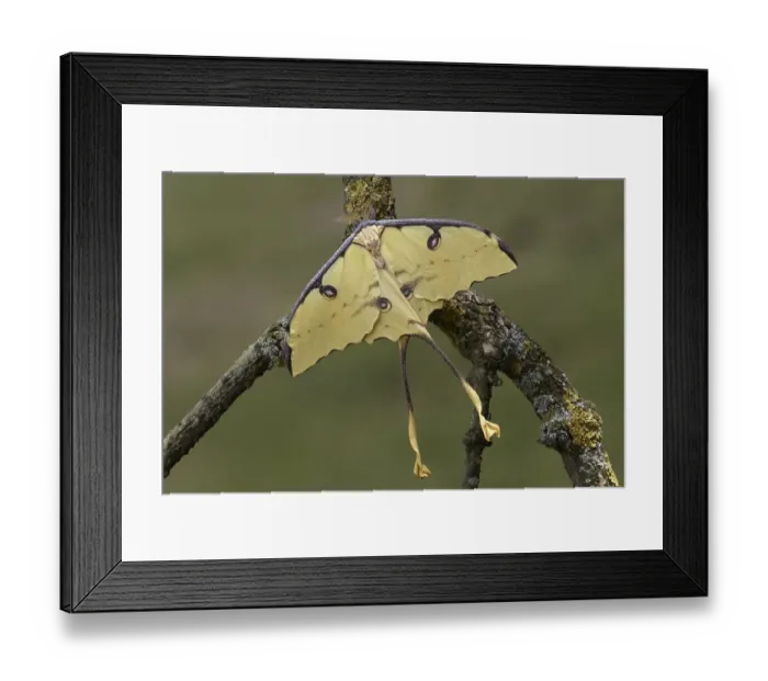 Framed Print : African Moon Moth (Argema mimosae)